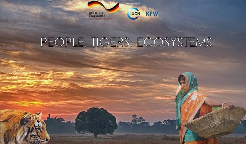 People Tigers Ecosystem - International Tiger Day Picture