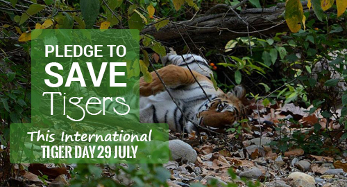 Pledge To Save Tigers - International Tiger Day Picture