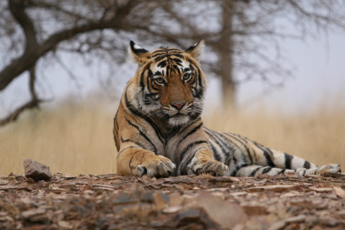 Save Tigers - International Tiger Day Tiger Picture