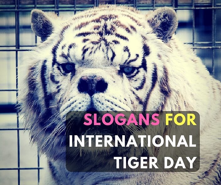 Slogans For International Tiger Day - Save Our Tigers