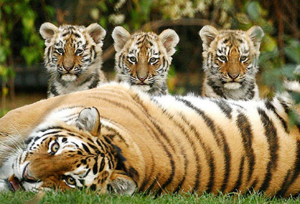 Three Cubs With Mother Tiger Image