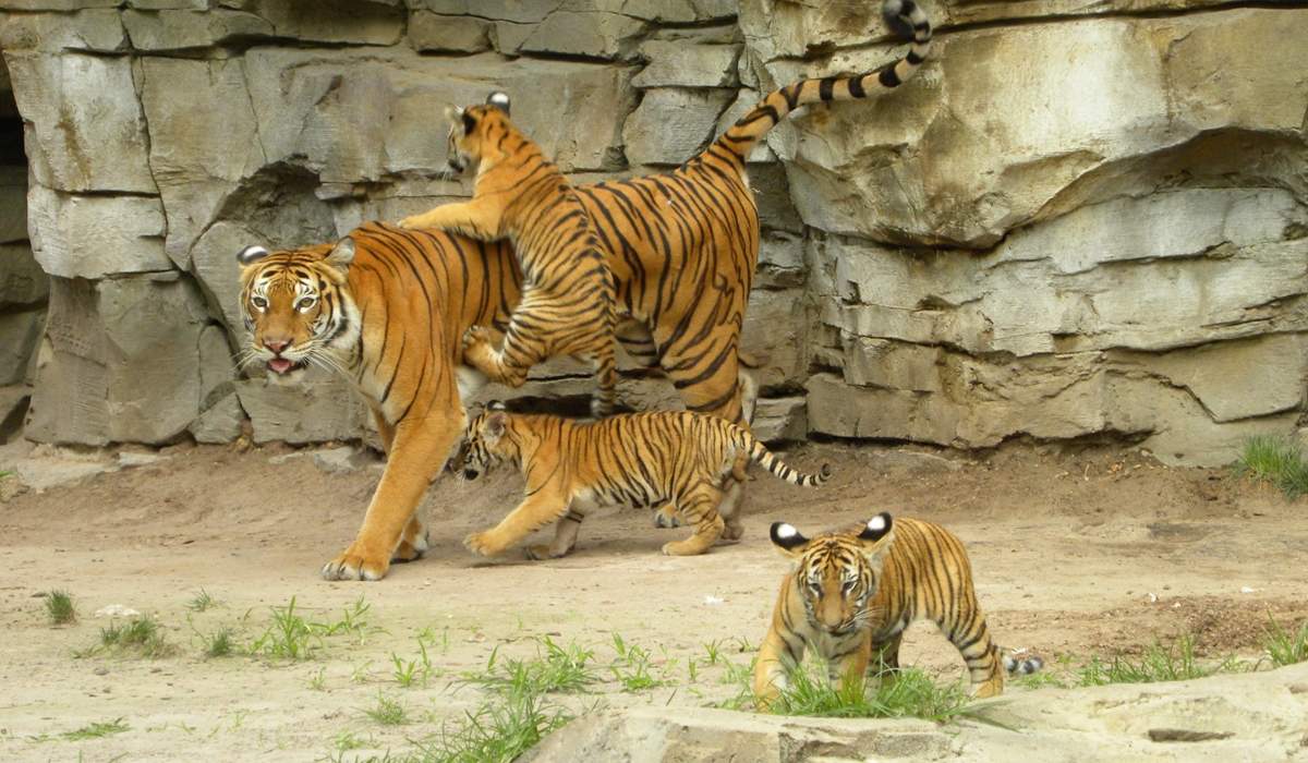 Tiger Cubs Playing With Mother Tiger - International Tiger Day