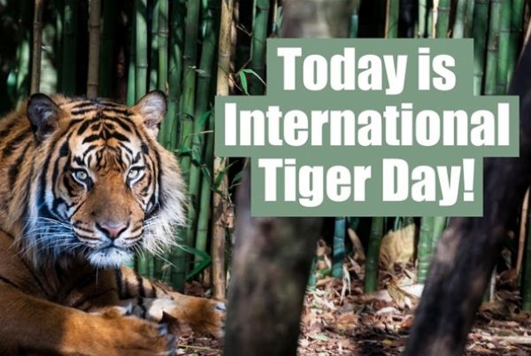 Today Is Tiger Day – International Tiger Day Picture