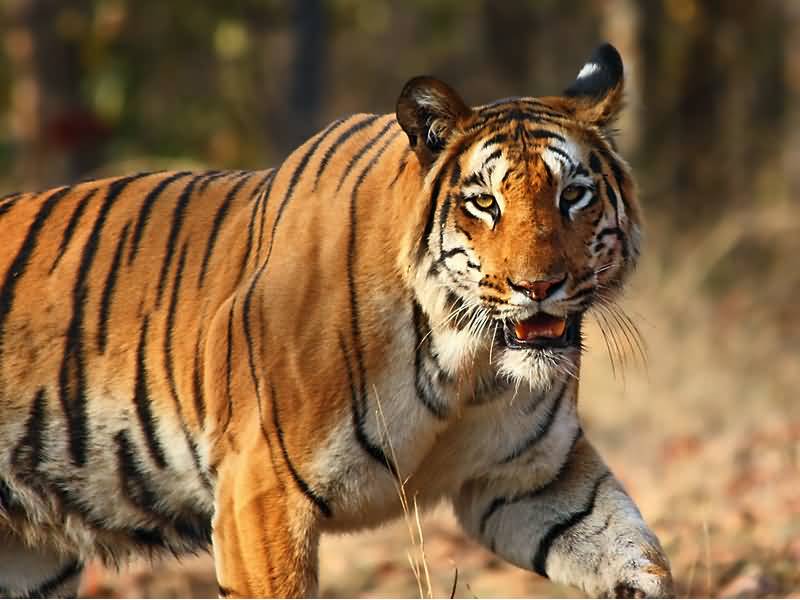 Wild Tiger Picture For International Tiger Day by Vijaymp