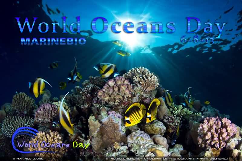 World Ocean Day - Sea Creatures Under Ocean