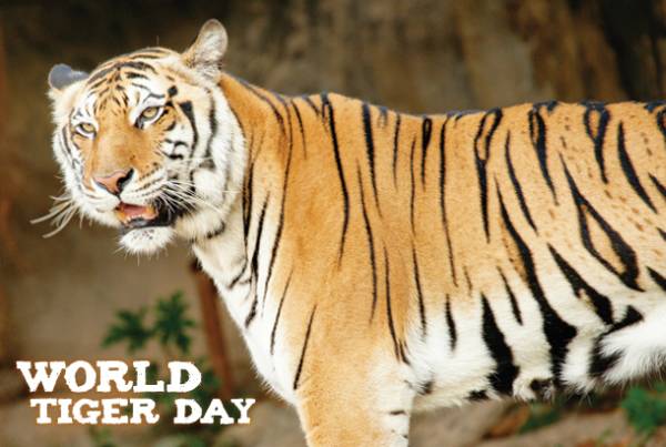 World Tiger Day Picture