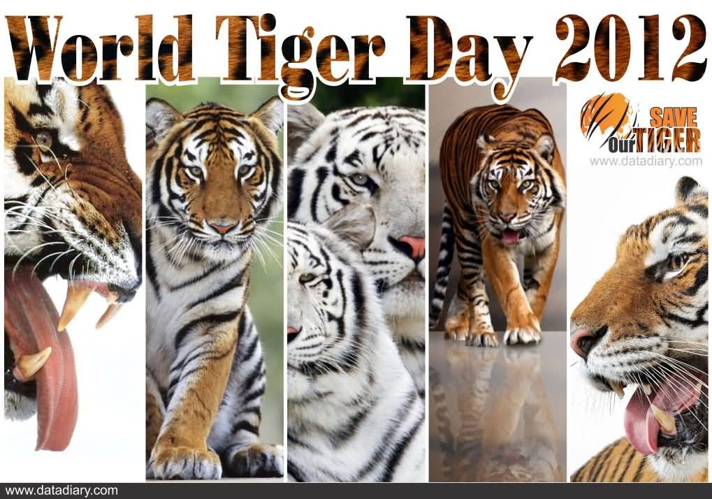 World Tiger Day Wishes Picture