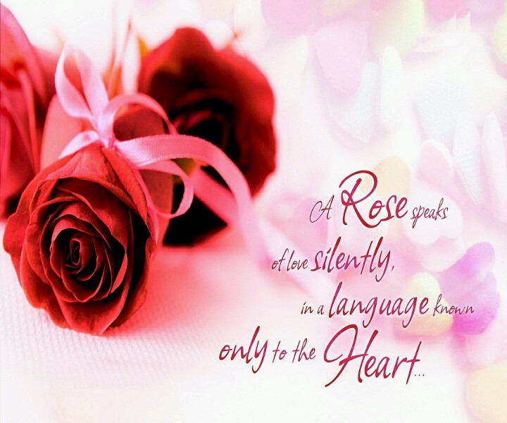 A Rose Speaks Of Love Silently In A Language Known Only To The Heart - National Red Rose Day