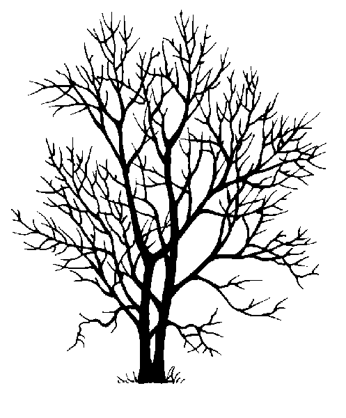 Ash Tree Silhouette Tattoo Design