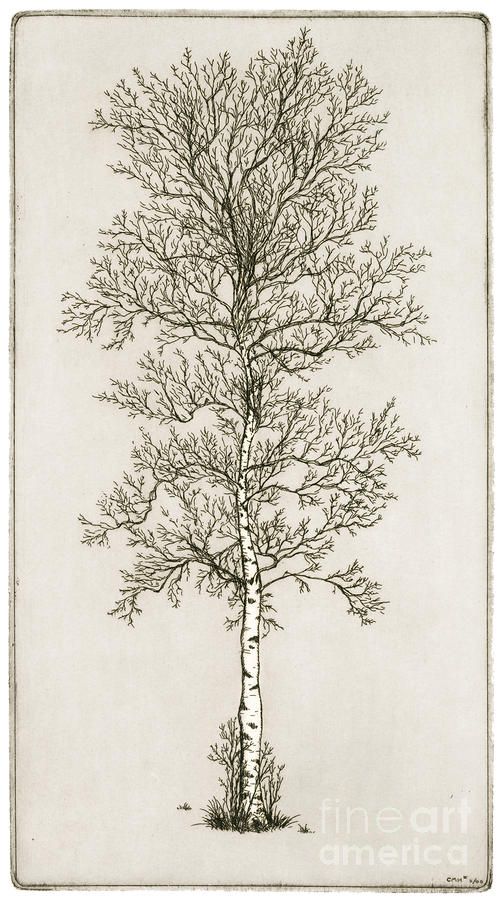 Birch Tree Tattoo Design Sample