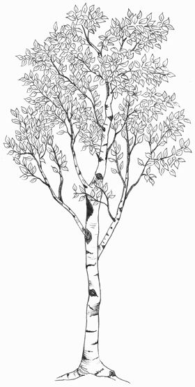 Black And White Birch Tree Tattoo Design