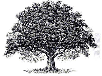 Grey And Black Ink Oak Tree Tatoo Design