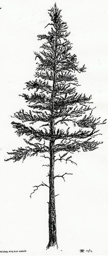 Grey And Black Pine Tree Tattoo Design