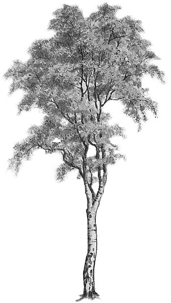 Grey Ink Birch Tree Tattoo Design