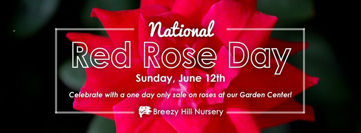 National Red Rose Day June Greetings