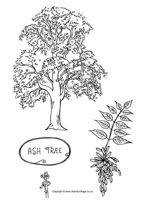 Unique Ash Tree Tattoo Design