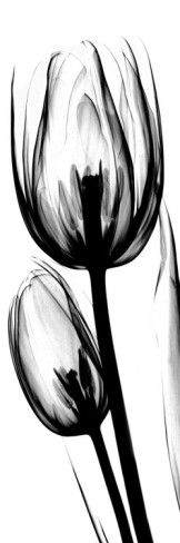 Black And White Tulip Tattoos Design