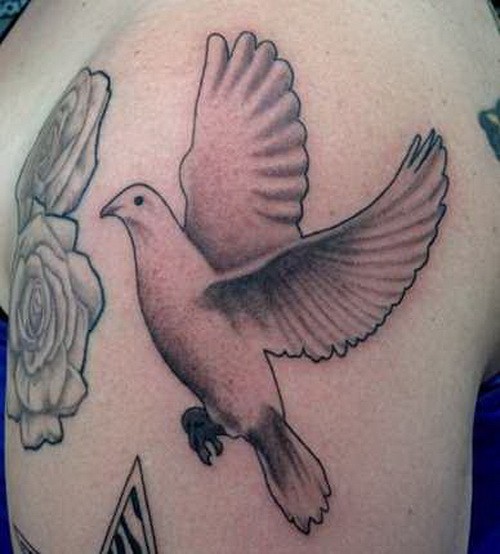 Grey Roses And Flying Dove Tattoo On Shoulder
