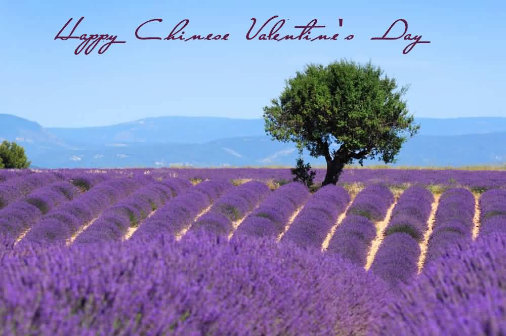 Happy Chinese Valentine's Day Purple Field Of Flowers
