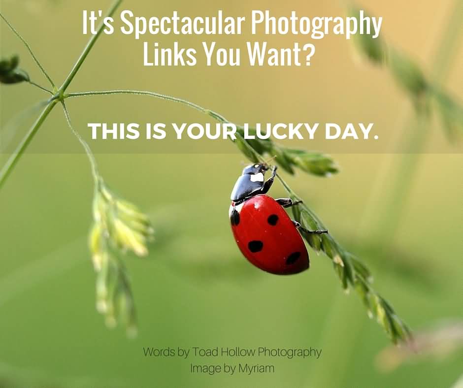 It’s Spectacular Photography Links You Want This Is Your Lucky Day World Photography Day