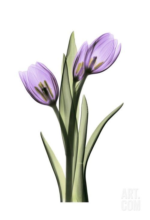 Purple Tulip Flowers Tattoo Design