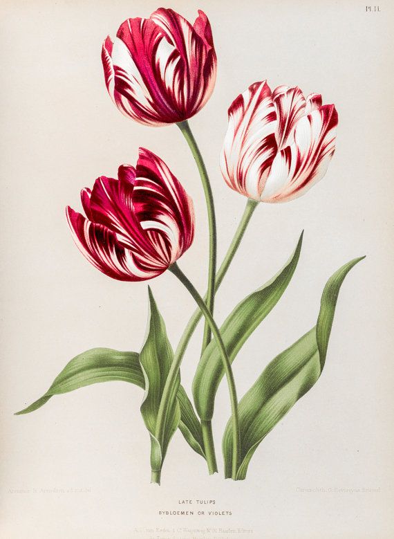 Red Tulip Flowers Tattoos Design