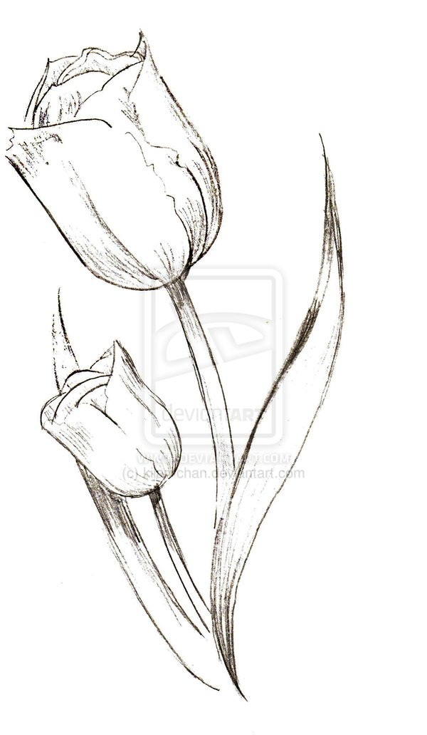 Tulip Flowers Tattoo Design