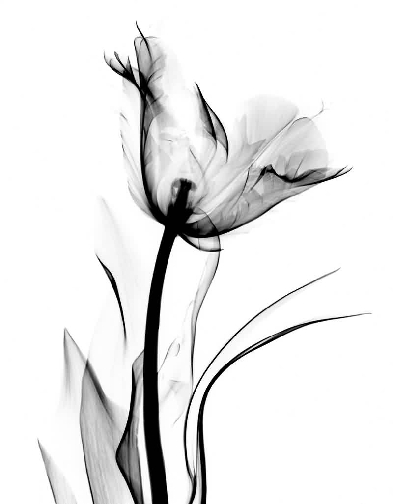 White Tulip Flower Tattoo Design