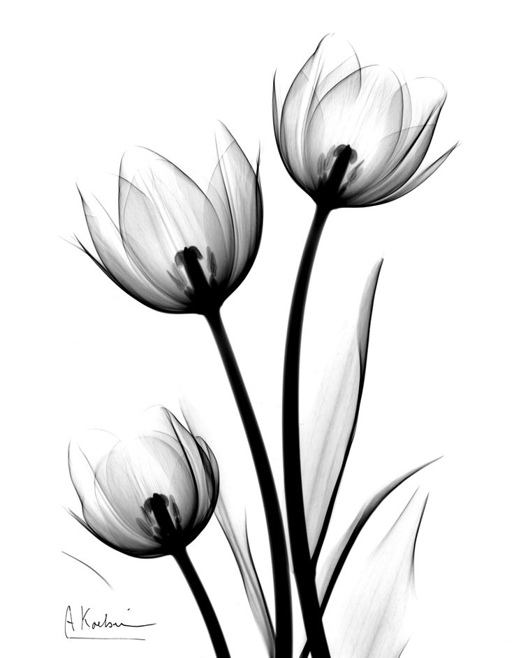 White Tulip Tattoo Designs