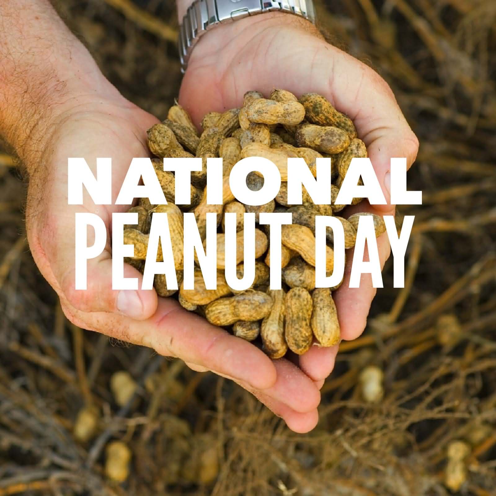 National Peanut Day Nuts In Hand