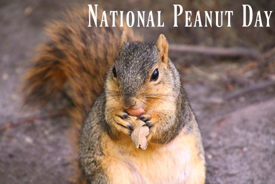 National Peanut Day Squirell With Peanut In Mouth