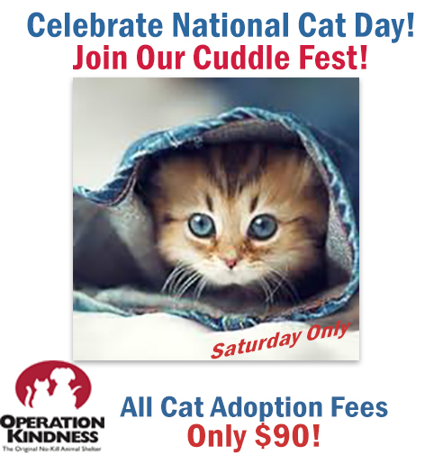 Celebrate National Cay Day Join Our Cuddle Fest