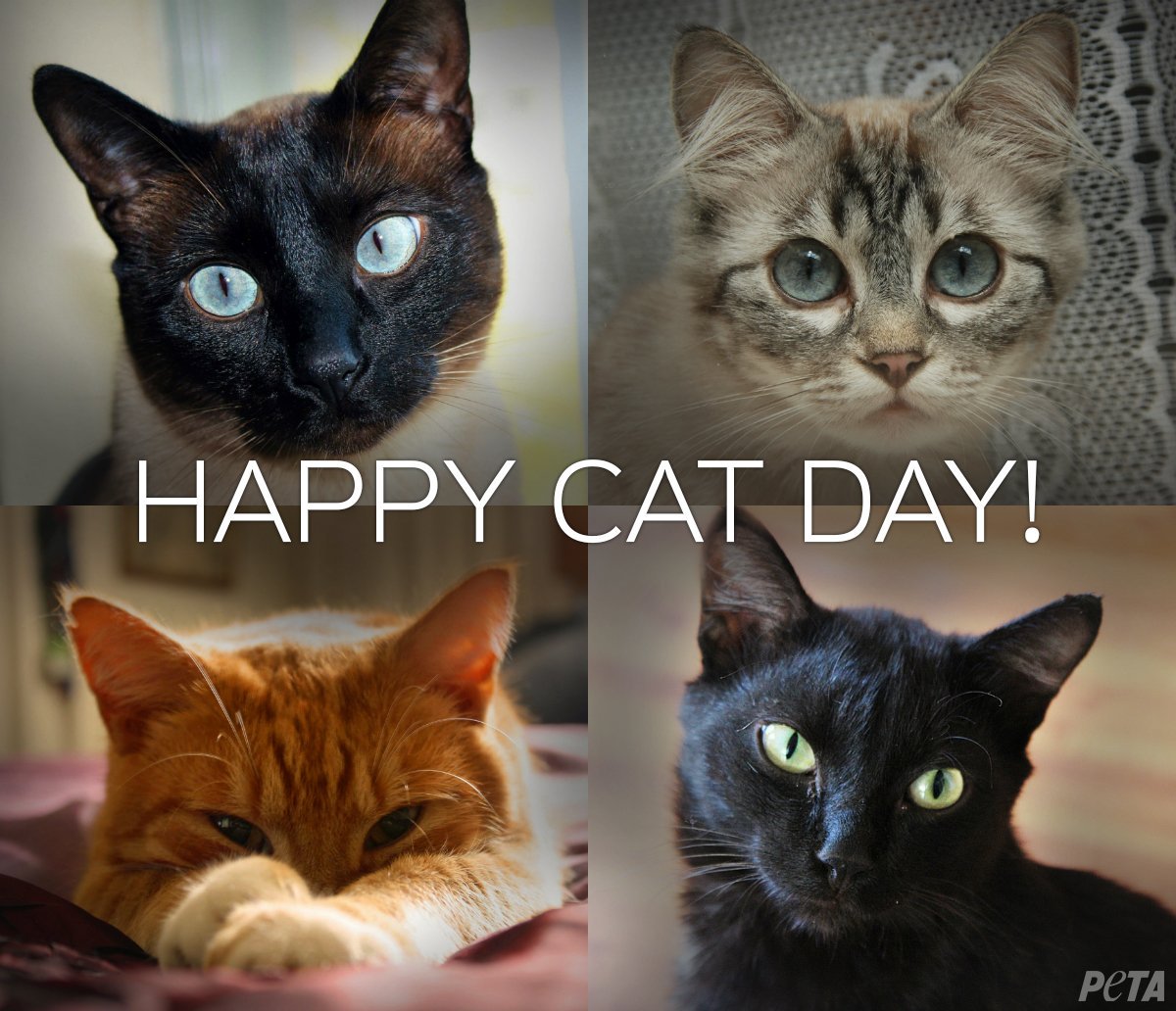 Happy Cat Day 2017 Wishes