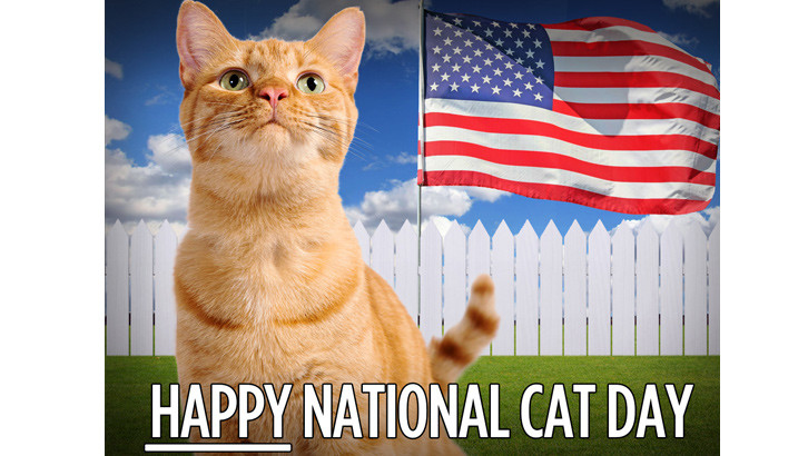 Happy National Cat Day American Flag In Background