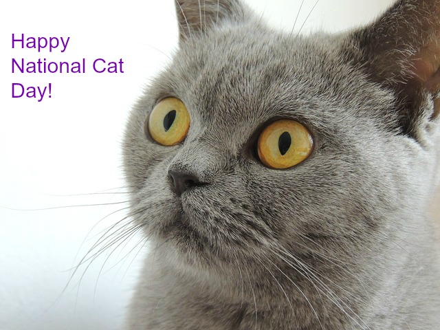 Happy National Cat Day Cat Face Closeup