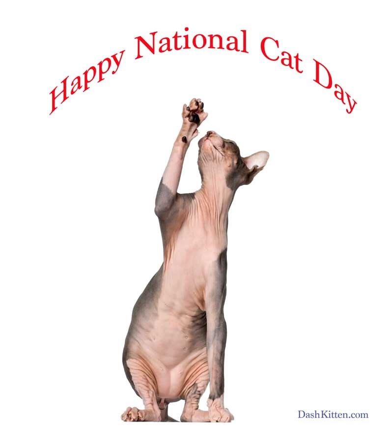 Happy National Cat Day Cat With One Paw Up