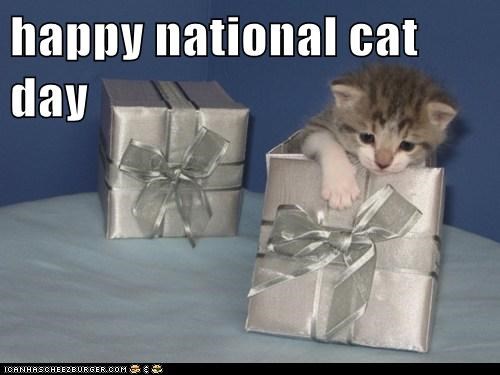 Happy National Cat Day Kitten With Gift Boxes