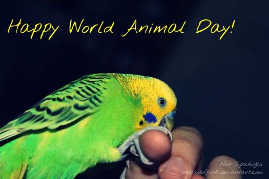 Happy World Animal Day Cute Bird Picture
