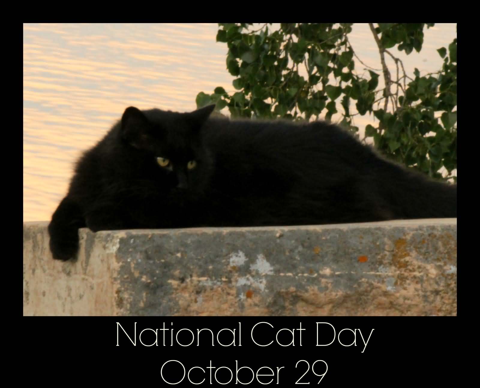 National Cat Day October 29 Black Cat