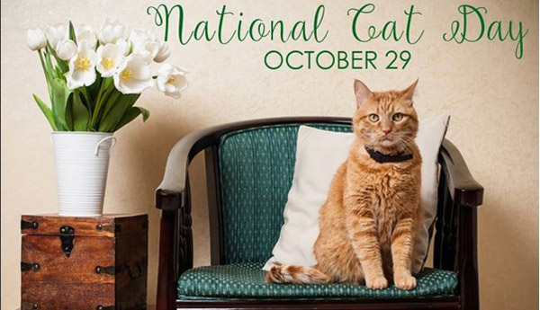 National Cat Day October 29 Cat Sitting On Chair