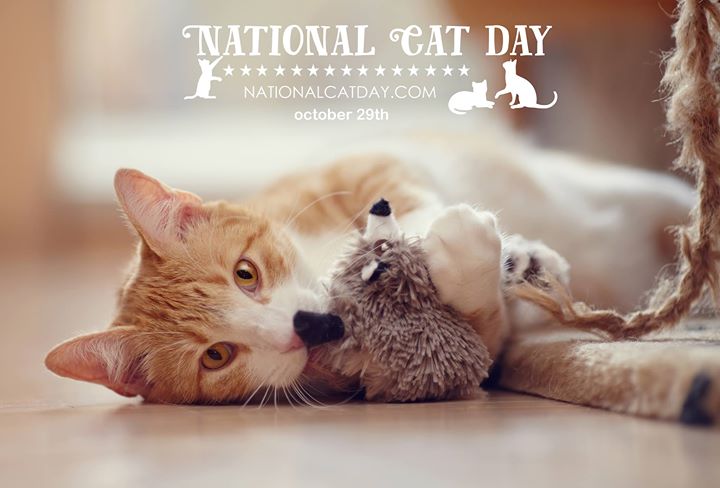 National Cat Day October 29th Cat Hugging Teddy Bear