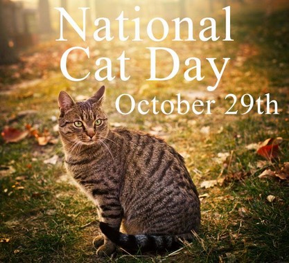 National Cat Day October 29th Cat Sitting On Ground