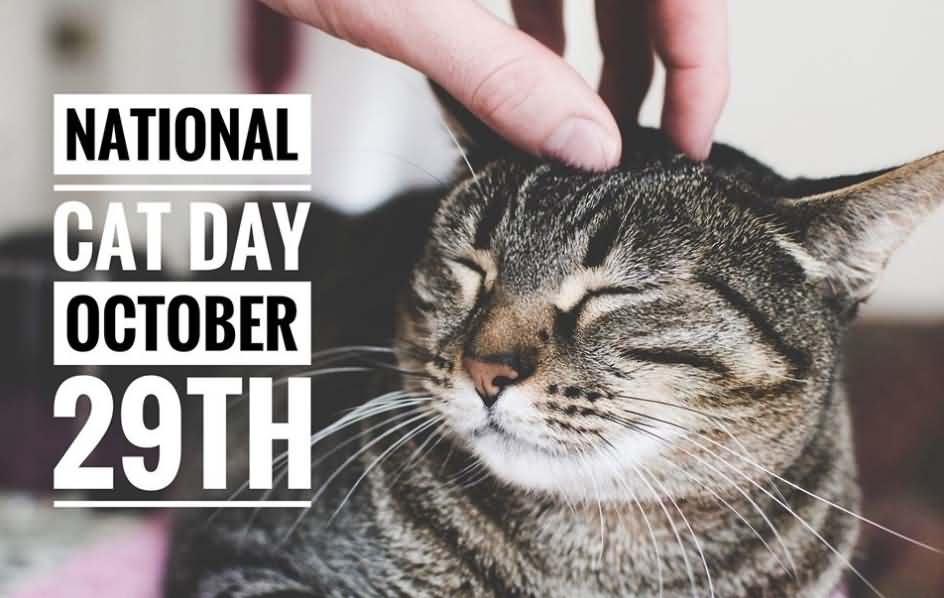 National Cat Day October 29th Cute Cat Picture