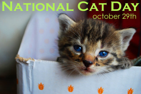 National Cat Day October 29th Kitten Picture