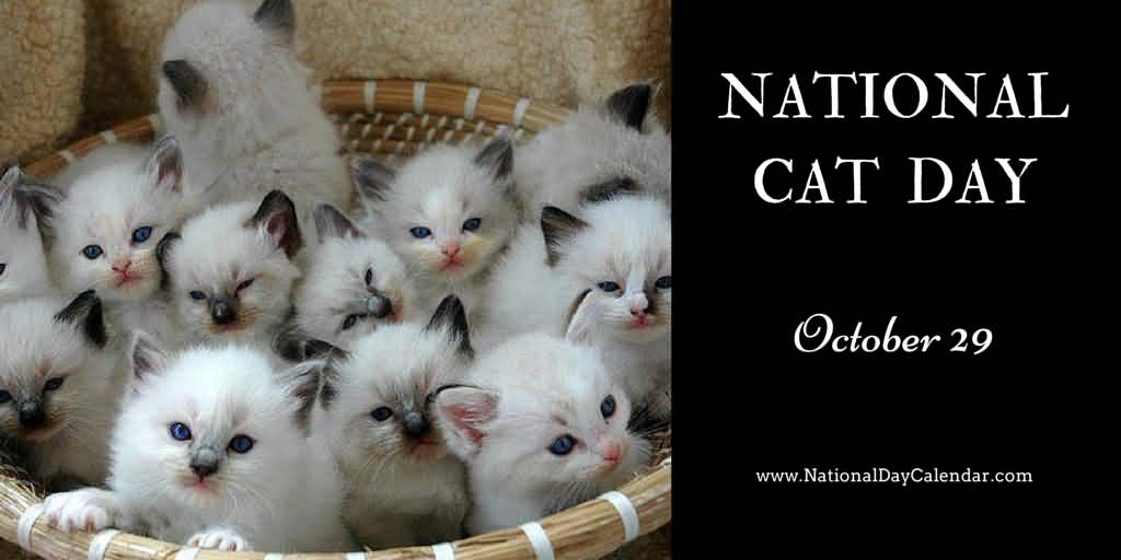 National Cat Day October 29th Kittens In Basket