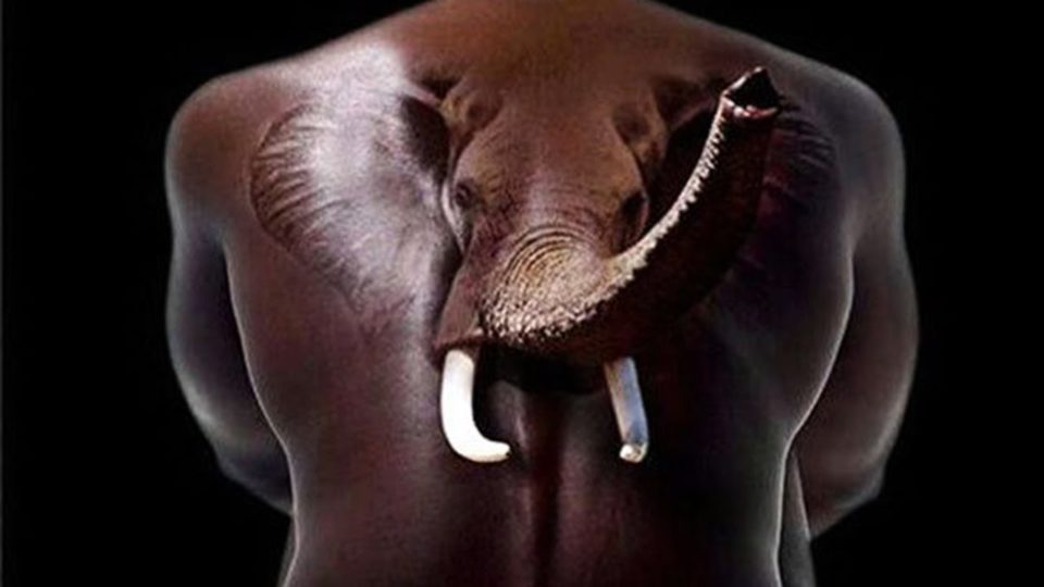 Realistic 3d Elephant Tattoo On back
