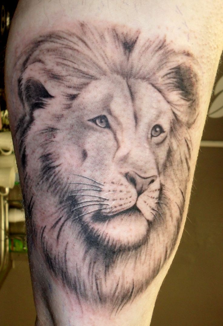 Attractive Grey Ink Lion Tattoo Design