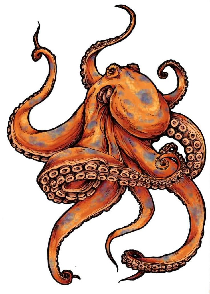 Orange Octopus Tattoo Design Sketch