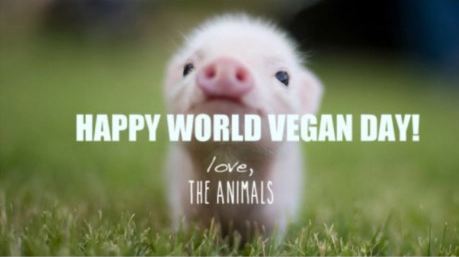 happy World Vegan Day Cute Little Pig