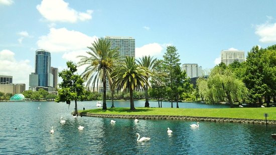 Swans In Lake Eola, Orlando, FL